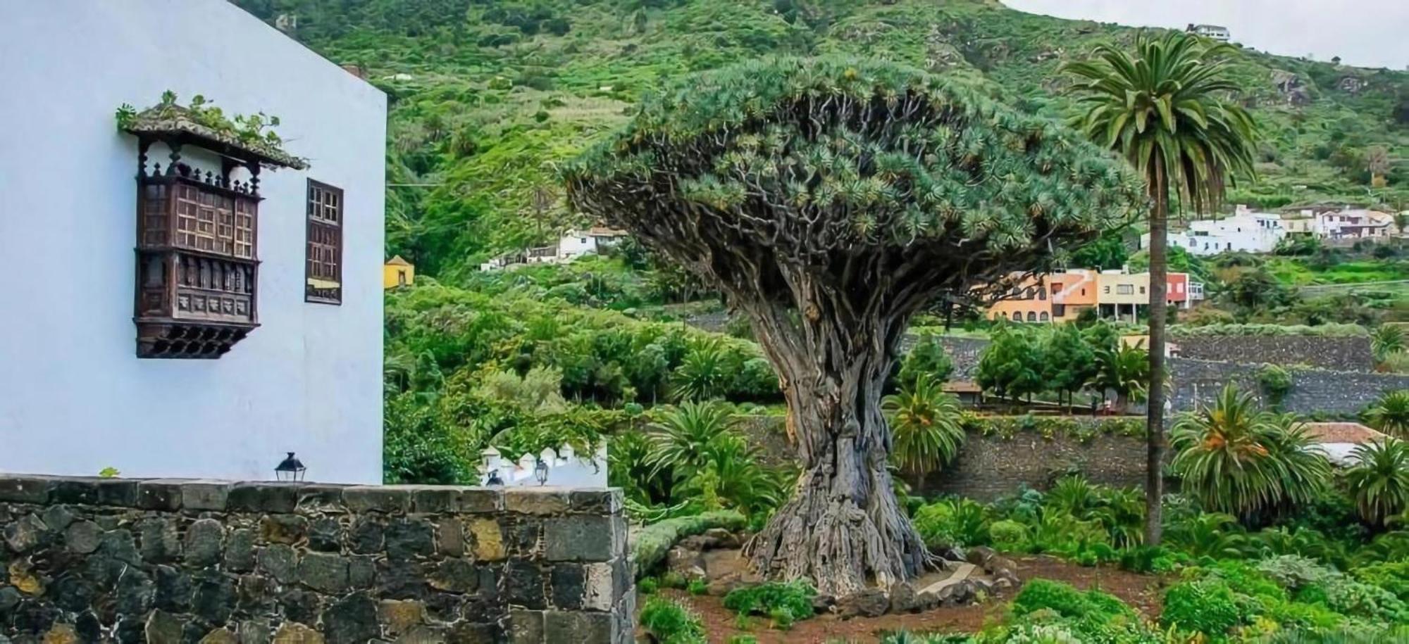 Icod De Los Vinos Centro المظهر الخارجي الصورة
